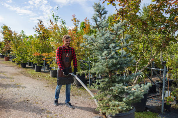 Best Commercial Tree Services  in Salineville, OH